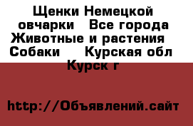 Щенки Немецкой овчарки - Все города Животные и растения » Собаки   . Курская обл.,Курск г.